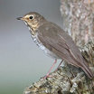 Swainson's Thrush